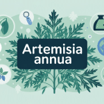 illustration artemisia annua plante médicinale