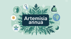 Infusion Artemisia Annua (armoise Annuelle) 35g - Récolte 2025, Qualité Premium, Neuf