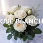 bouquet de rose blanche vectoriel lumineux et épuré
