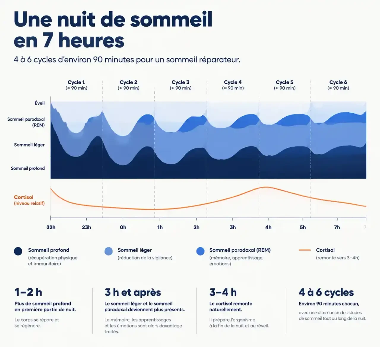 Schéma des cycles de sommeil expliquant pourquoi on se réveille à 3h du matin : sommeil léger et remontée du cortisol en seconde partie de nuit